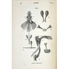 DARWIN, Charles. - THE VARIOUS CONTRIVANCES BY WHICH ORCHIDS ARE FERTILISED BY INSECTS. Second edition, revised.